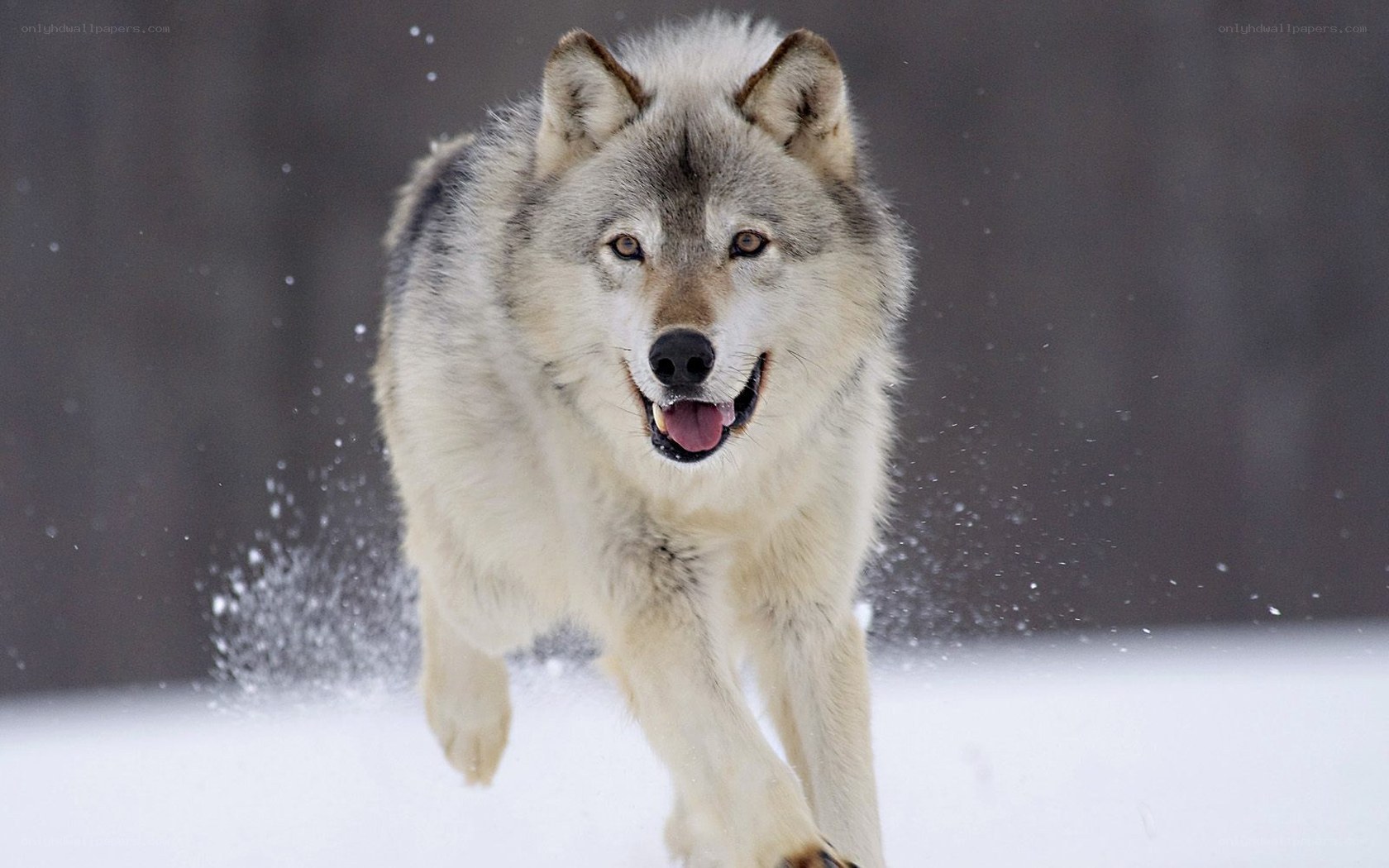 wolf running in the snow