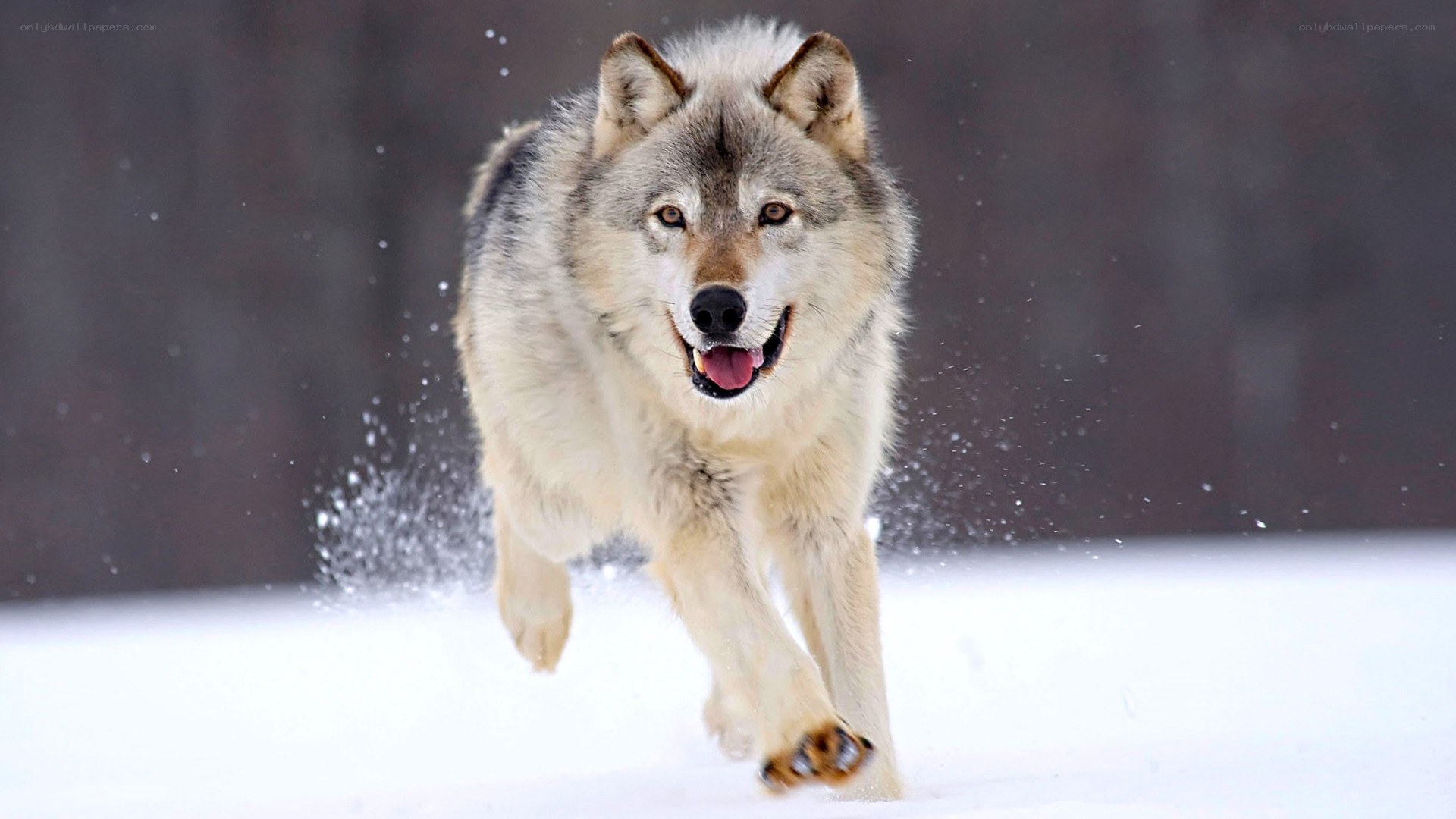 wolf running in the snow