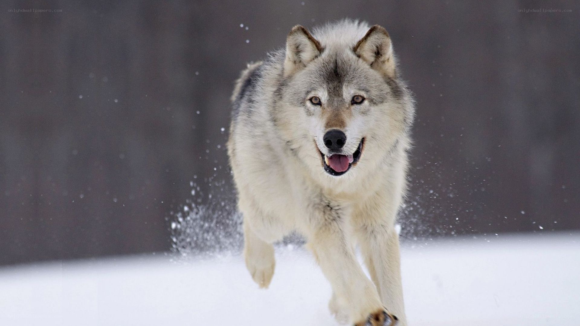 wolf running in the snow