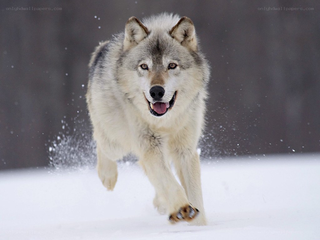 wolf running in the snow