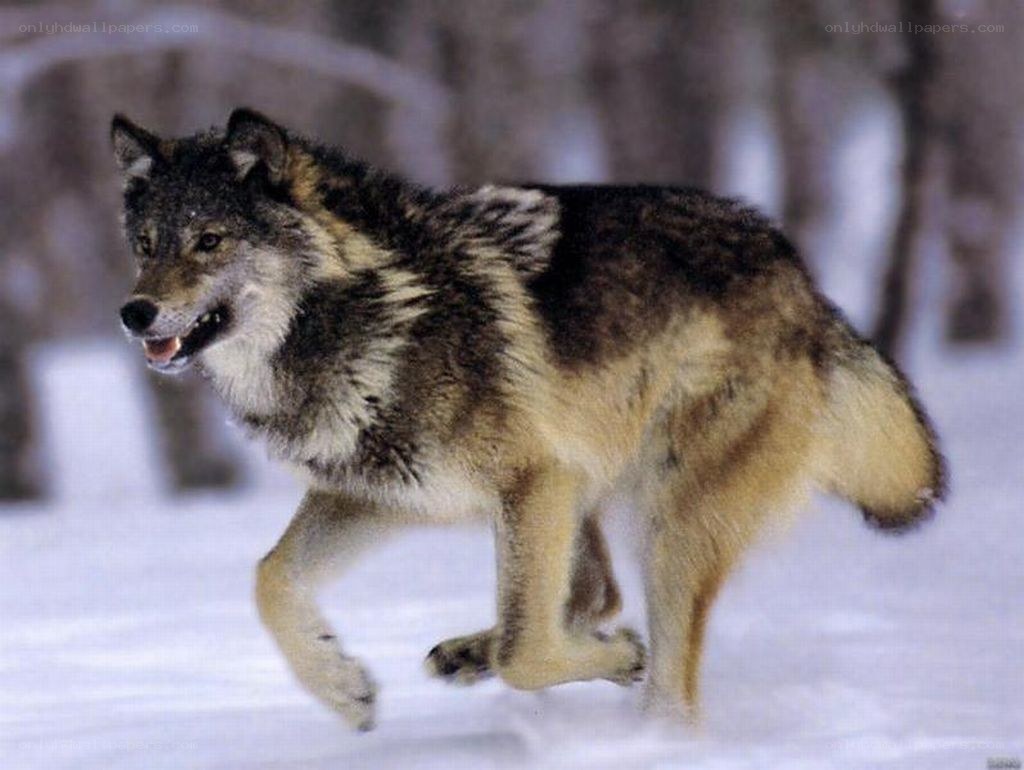 wolf running in the snow