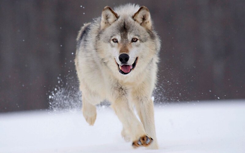 wolf running in the snow