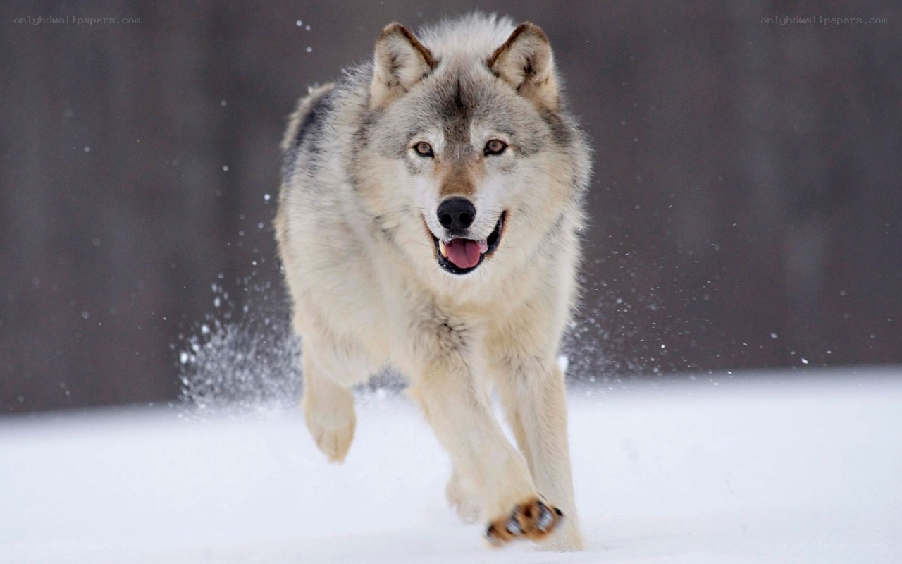 wolf running in the snow