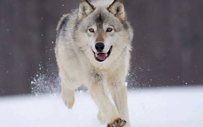 wolf running in the snow