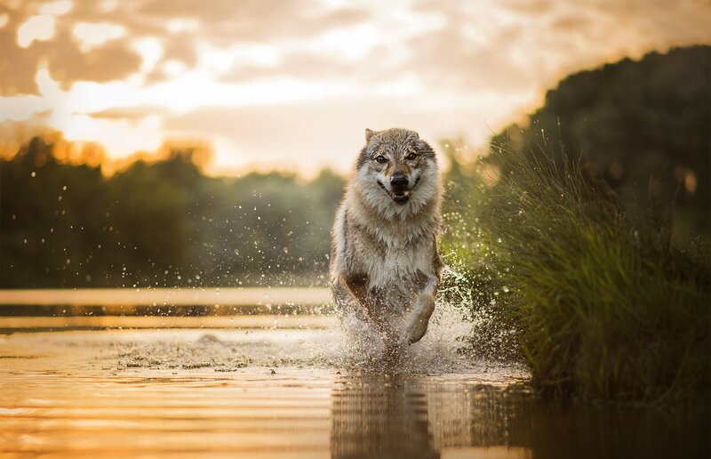 Wolf Running in Water — Brown