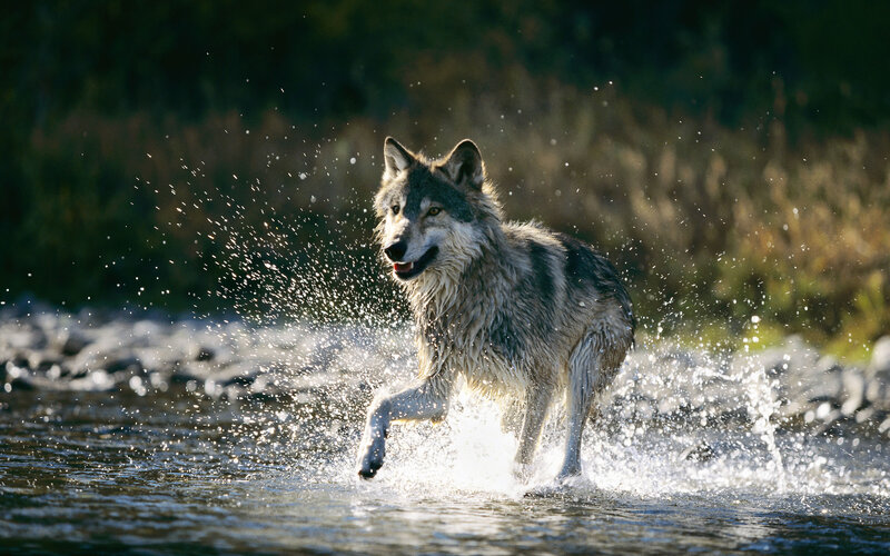 Wolf Running in Water — Gray, Dynamic, Afternoon