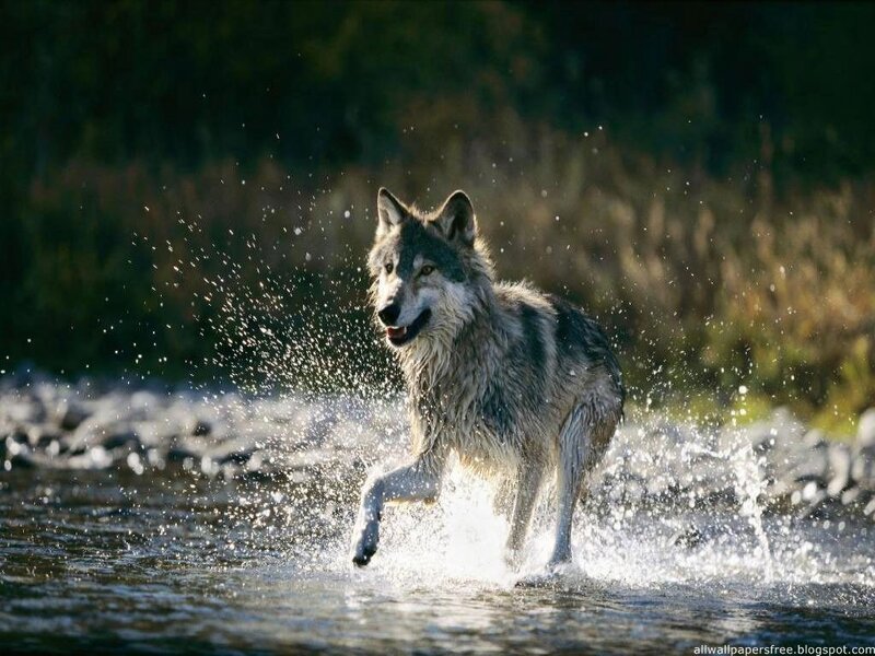 Wolf Running in Water — Gray, Dynamic