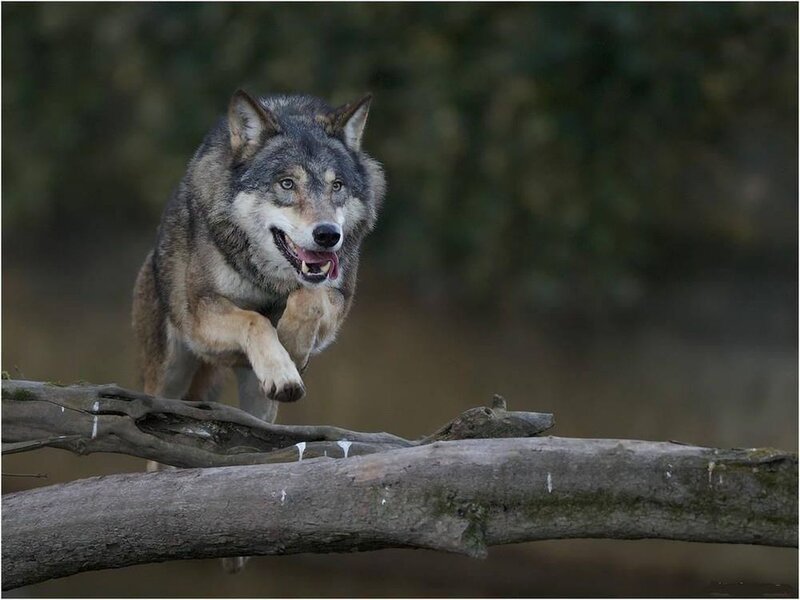 Wolf Running on Branch