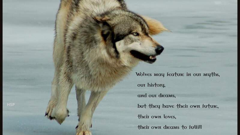 Wolf Running on Ice — Gray, Dramatic