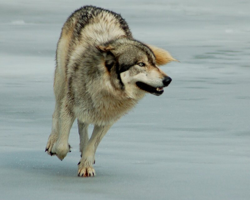 Wolf Running on Ice — Gray, Dynamic