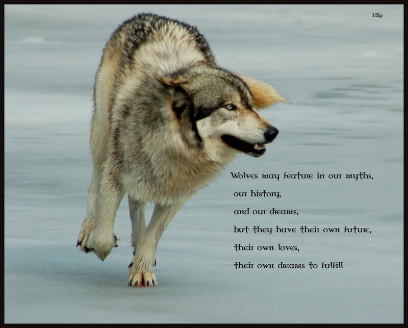 Wolf Running on Ice — Gray