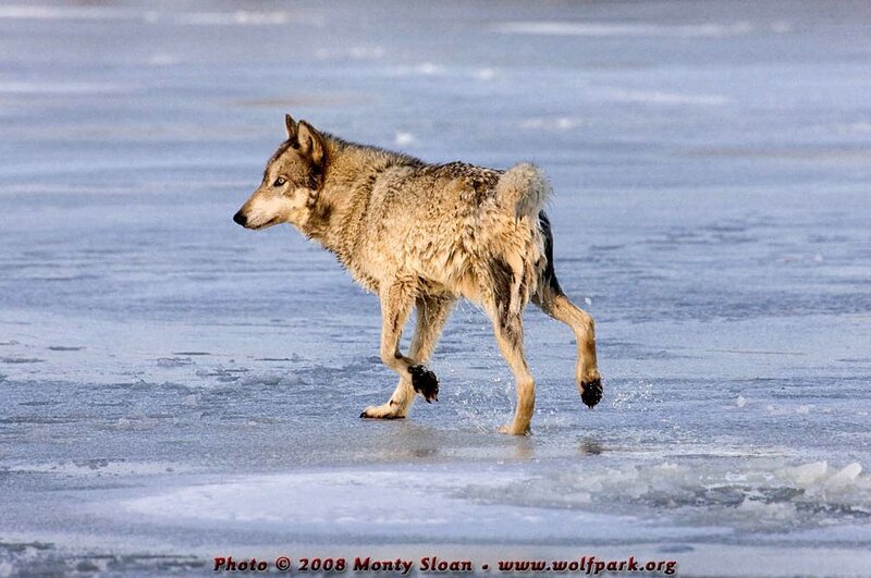 Wolf Running on Ice