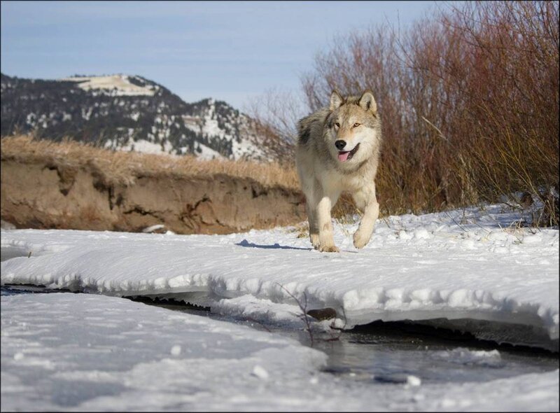 Wolf Running on Ice — White
