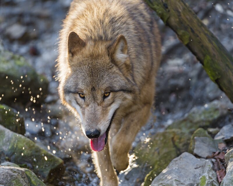 Wolf Running on Rocks