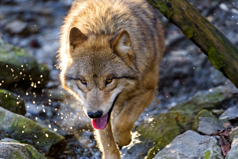Wolf Running Through Stream