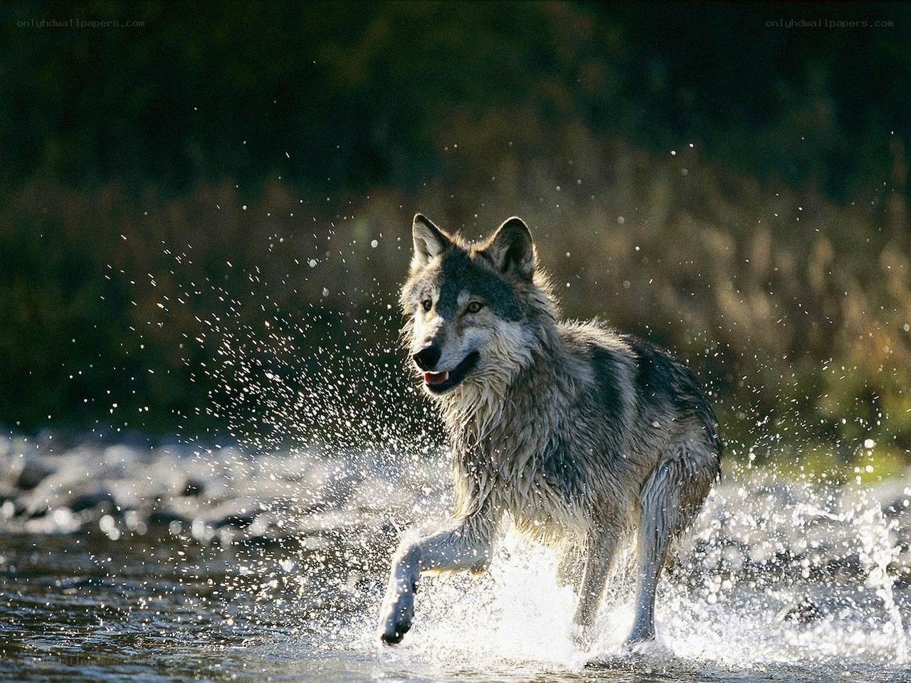 wolf running through water