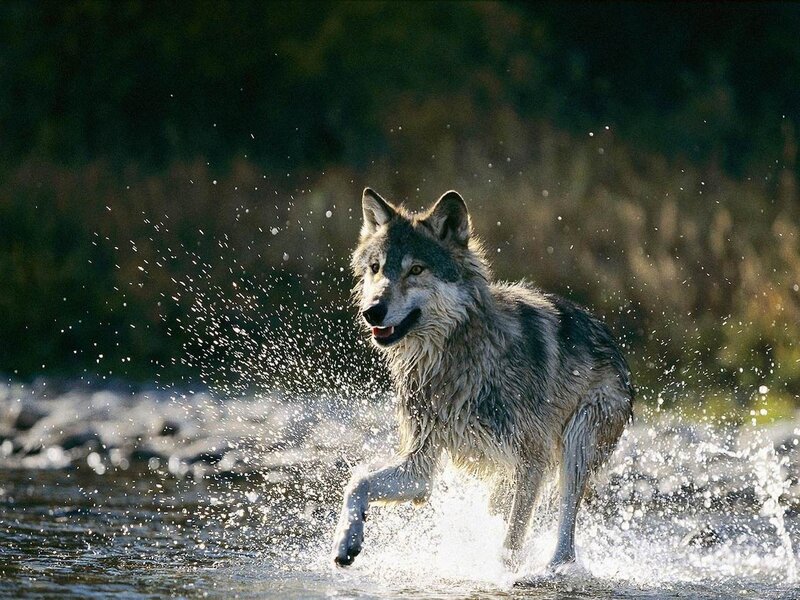 Wolf Running Through Water — Gray, Dynamic