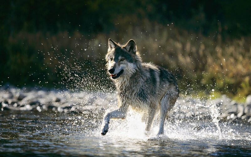 Wolf Running Through Water — Gray