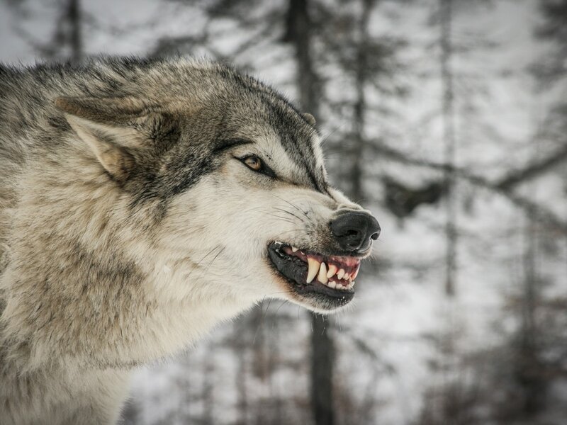 Wolf Showing Teeth — Gray, Aggressive