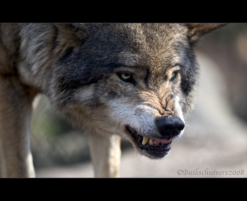 Wolf Showing Teeth — Gray