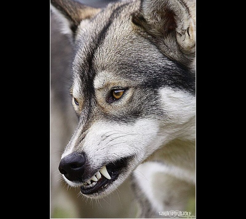 Wolf Showing Teeth