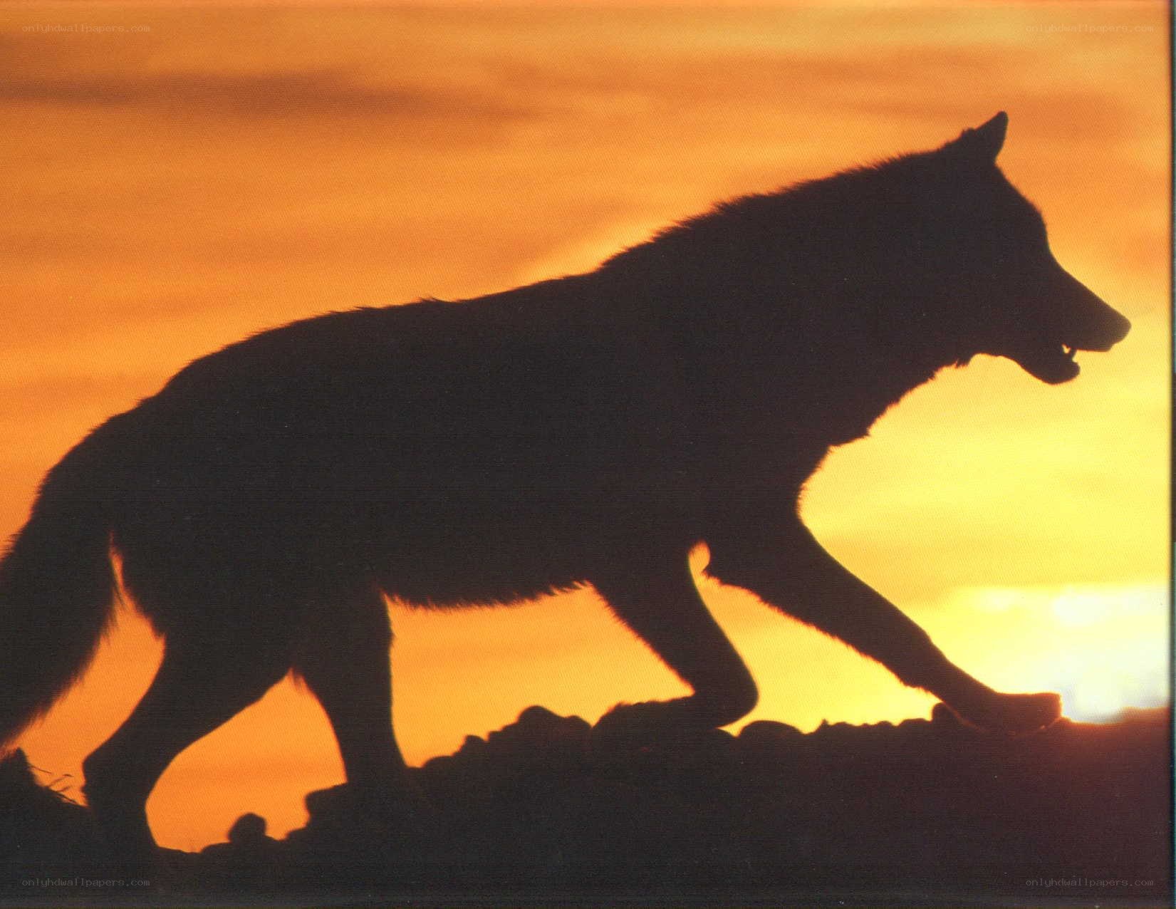wolf silhouette at sunset