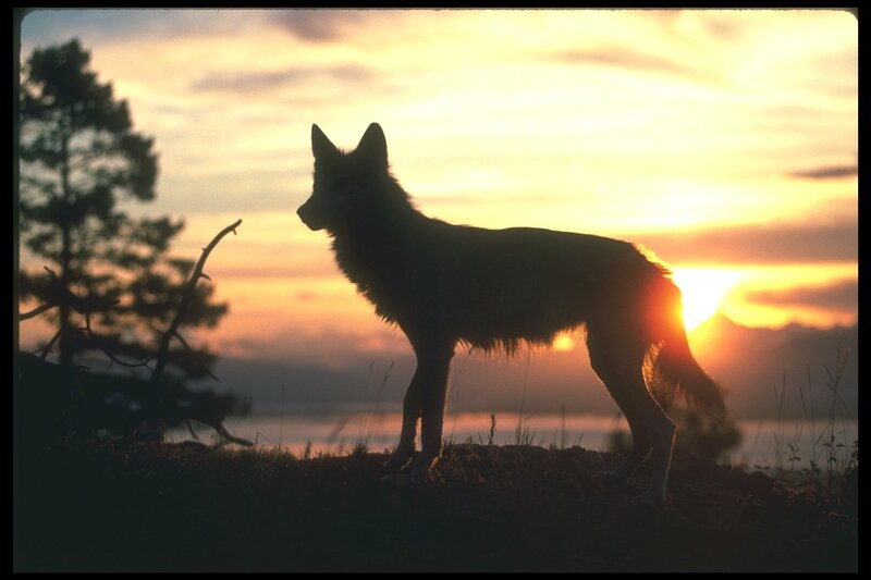 Wolf Silhouette at Sunset — Orange