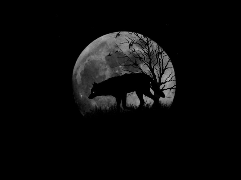 Wolf Silhouette — Black, Dark