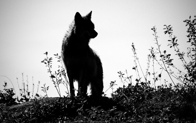 Wolf Silhouette — Black, Dramatic, Photograph