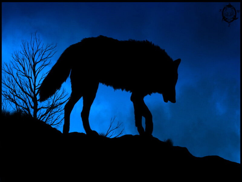 Wolf Silhouette — Blue, Dramatic