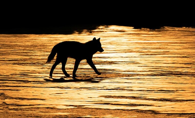 Wolf Silhouette — Gold