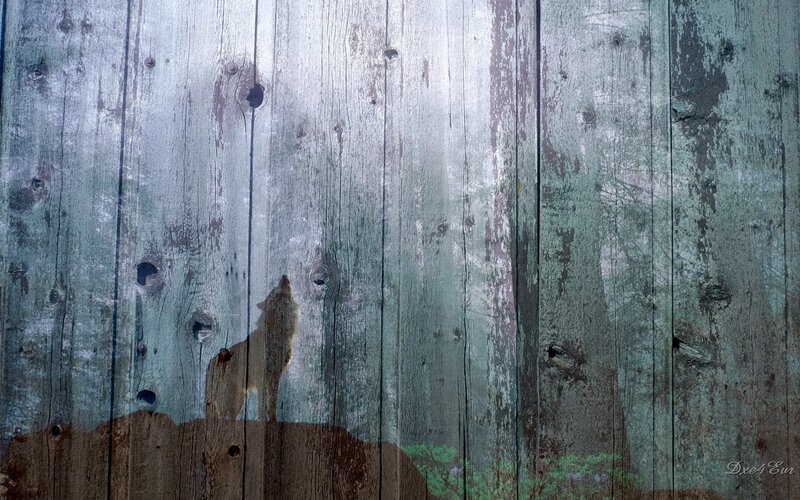 wolf silhouette on wooden fence