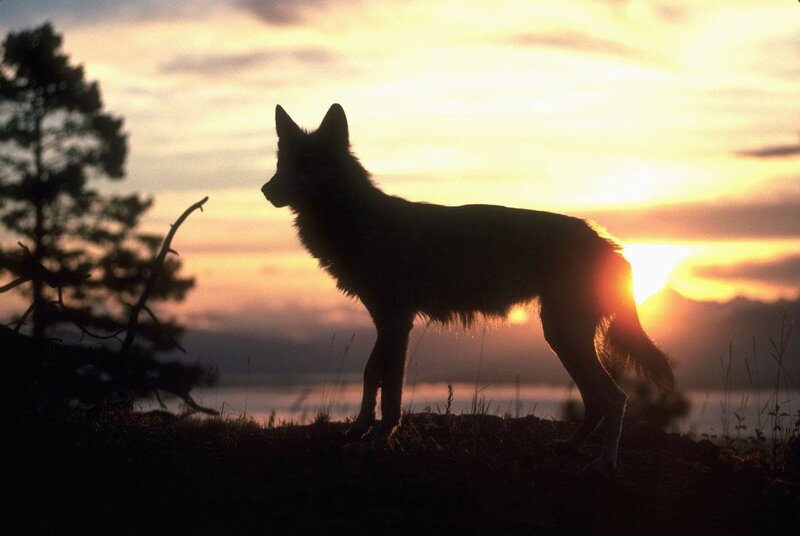 Wolf Silhouette — Orange