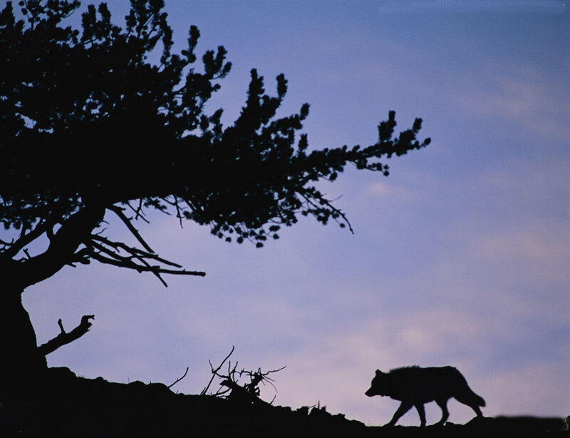 Wolf Silhouette — Purple