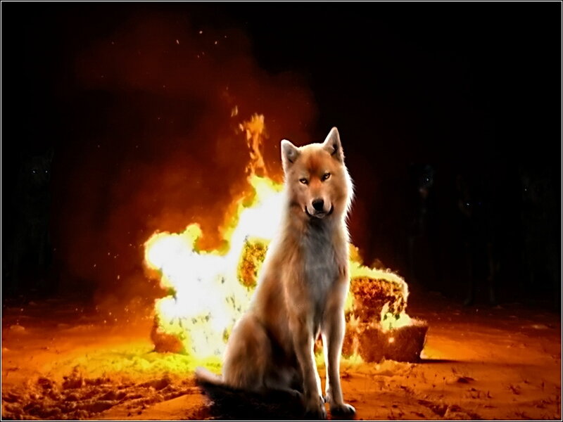 Wolf Sitting in Fire