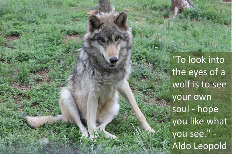 Wolf Sitting in Grass — Green