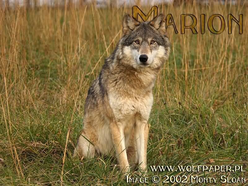 Wolf Sitting in Grass