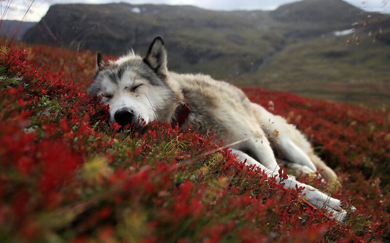 wolf sleeping in red flowers
