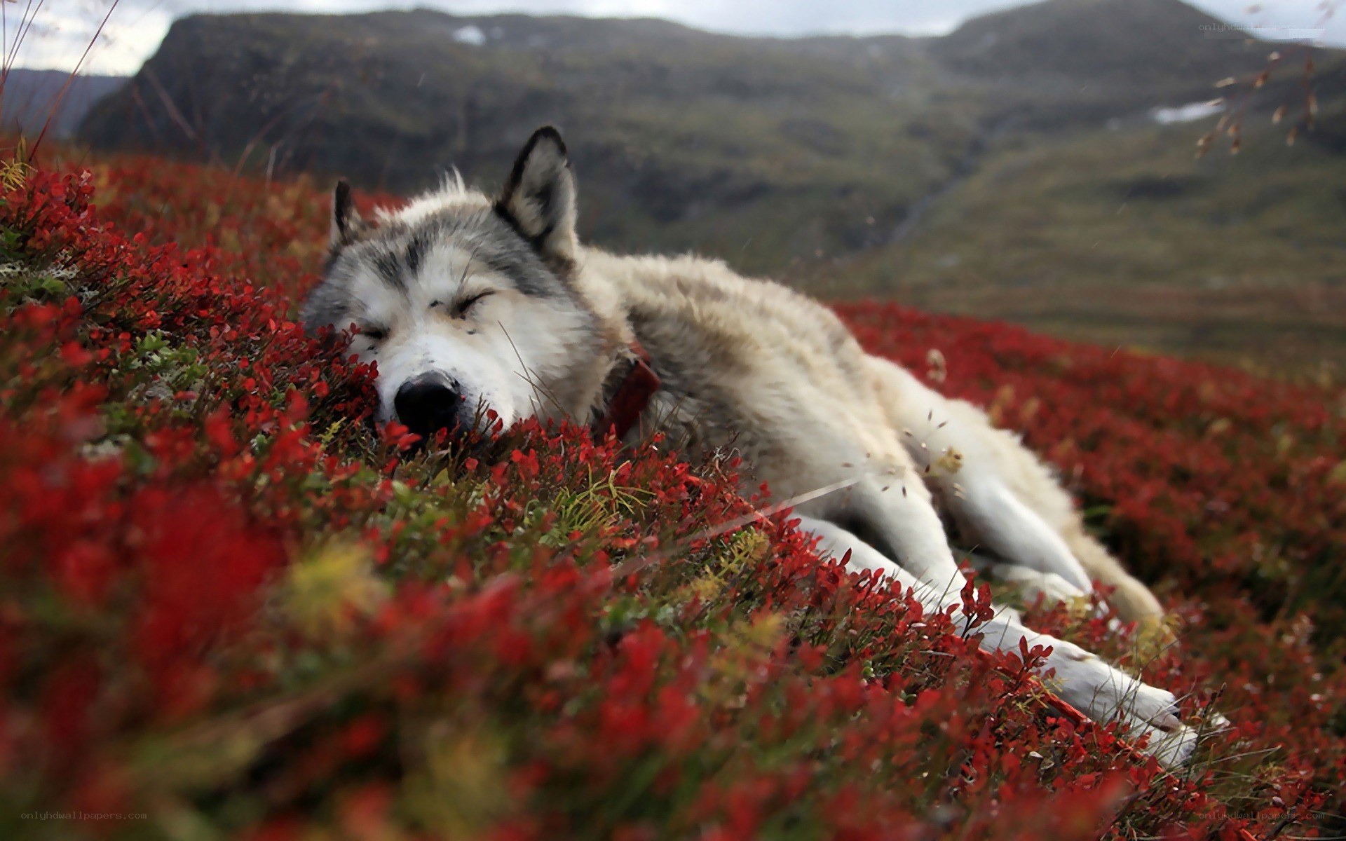 wolf sleeping in red flowers
