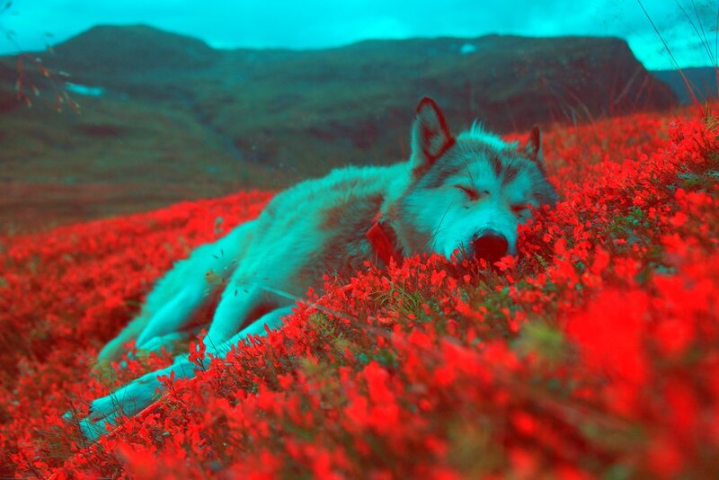 wolf sleeping in red flowers