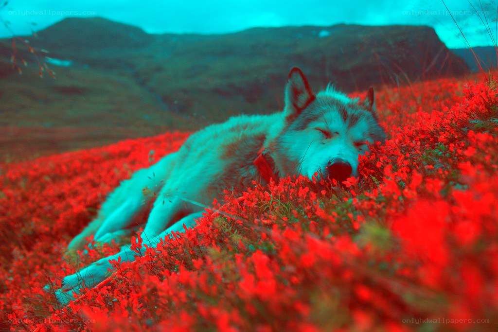 wolf sleeping in red flowers