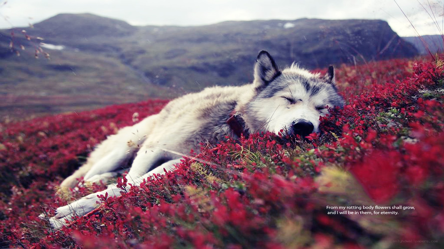 wolf sleeping in red flowers