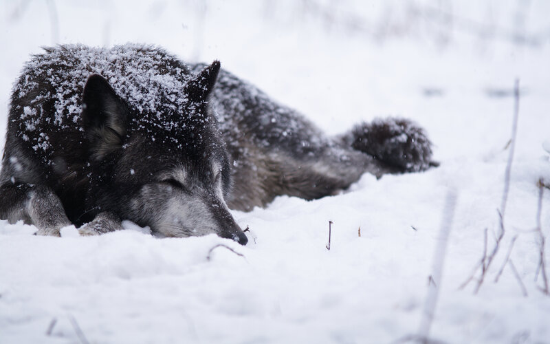 Wolf Sleeping in Snow — White, Calm