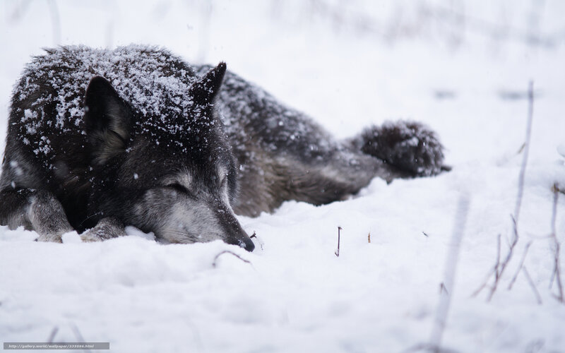 Wolf Sleeping in Snow — White, Calm, Winter, Photograph, Grass