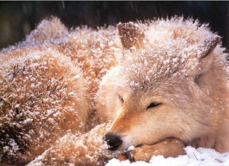 Wolf Sleeping in Snow — White, Calm, Winter, Photograph