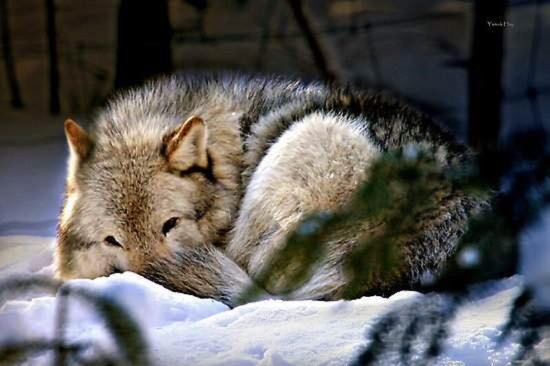 Wolf Sleeping in Snow — White, Calm, Winter, Photograph, Trees