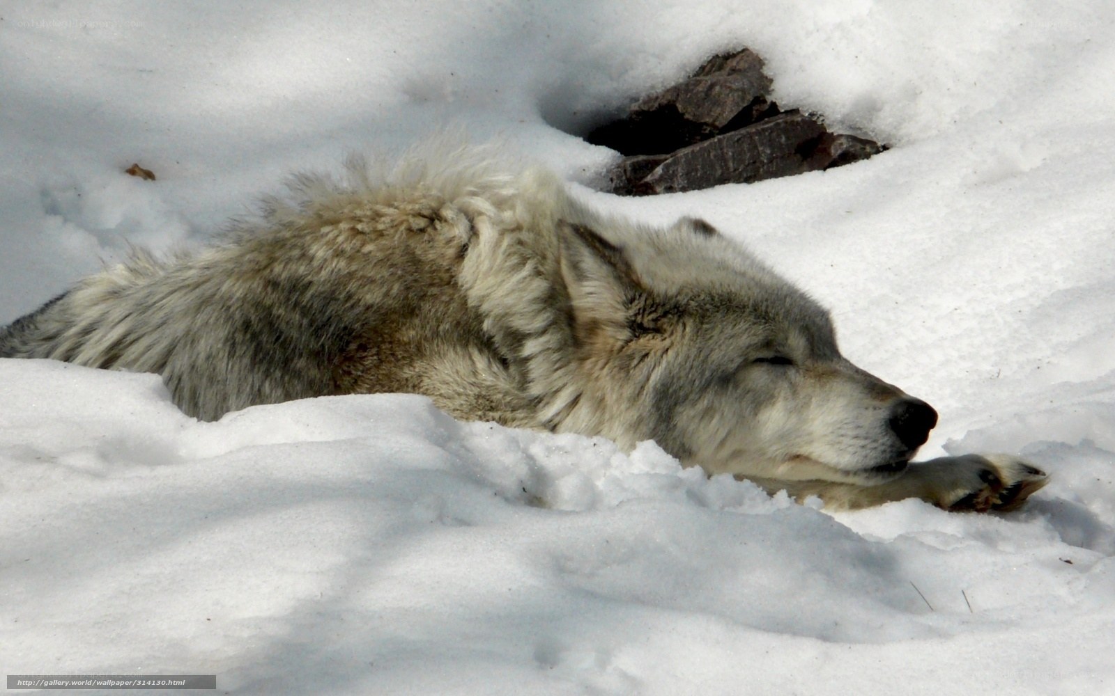 wolf sleeping in snow