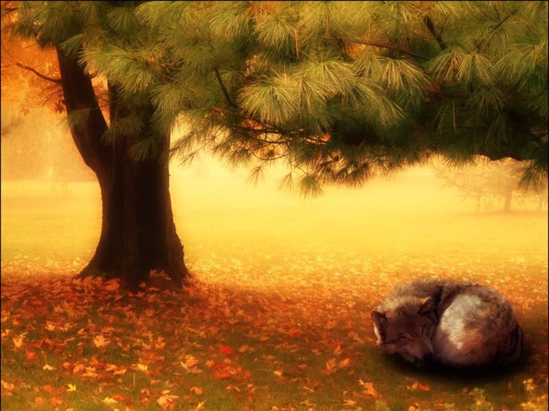 Wolf Sleeping under Tree — Orange
