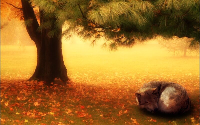 Wolf Sleeping under Tree