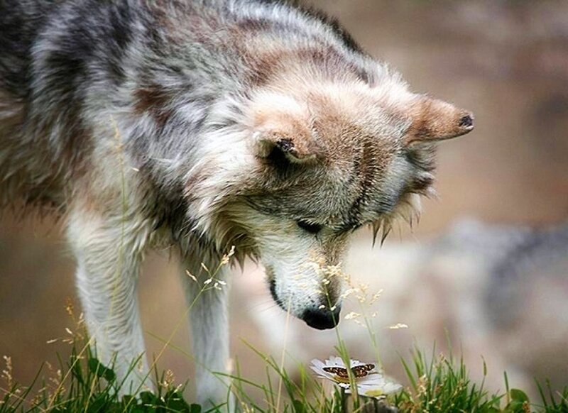 wolf sniffing a flower